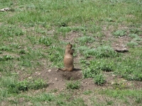 Prairie Dog